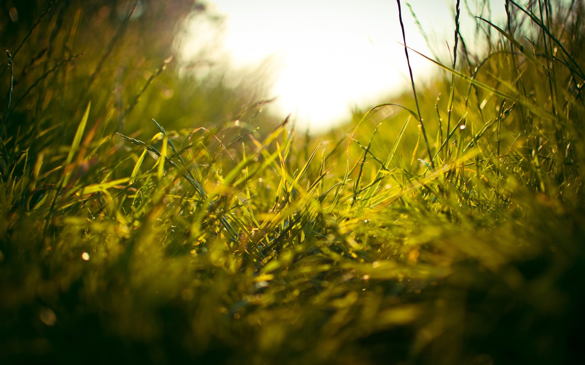 makro gras gras frische grüns gras feld