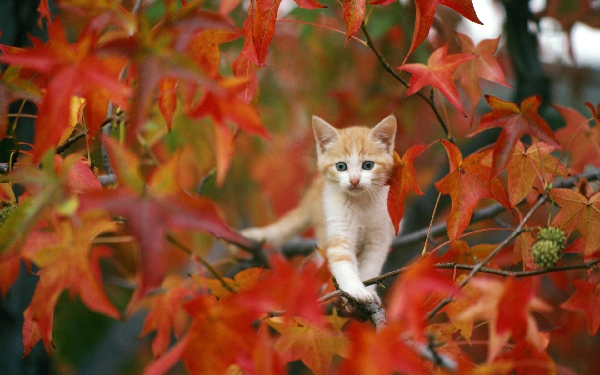 otoño hojas gatito