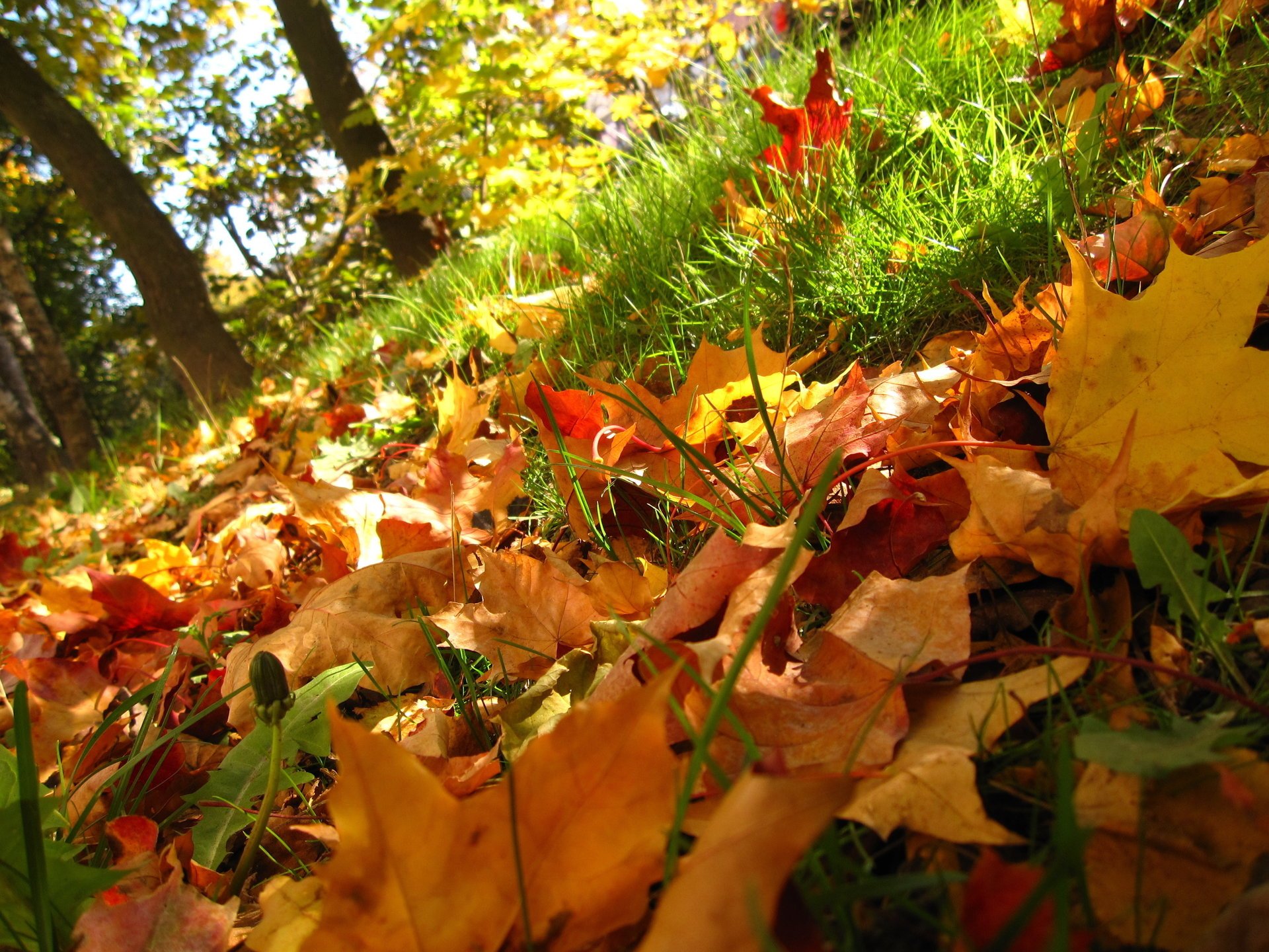 naturaleza árboles hierba otoño hojas