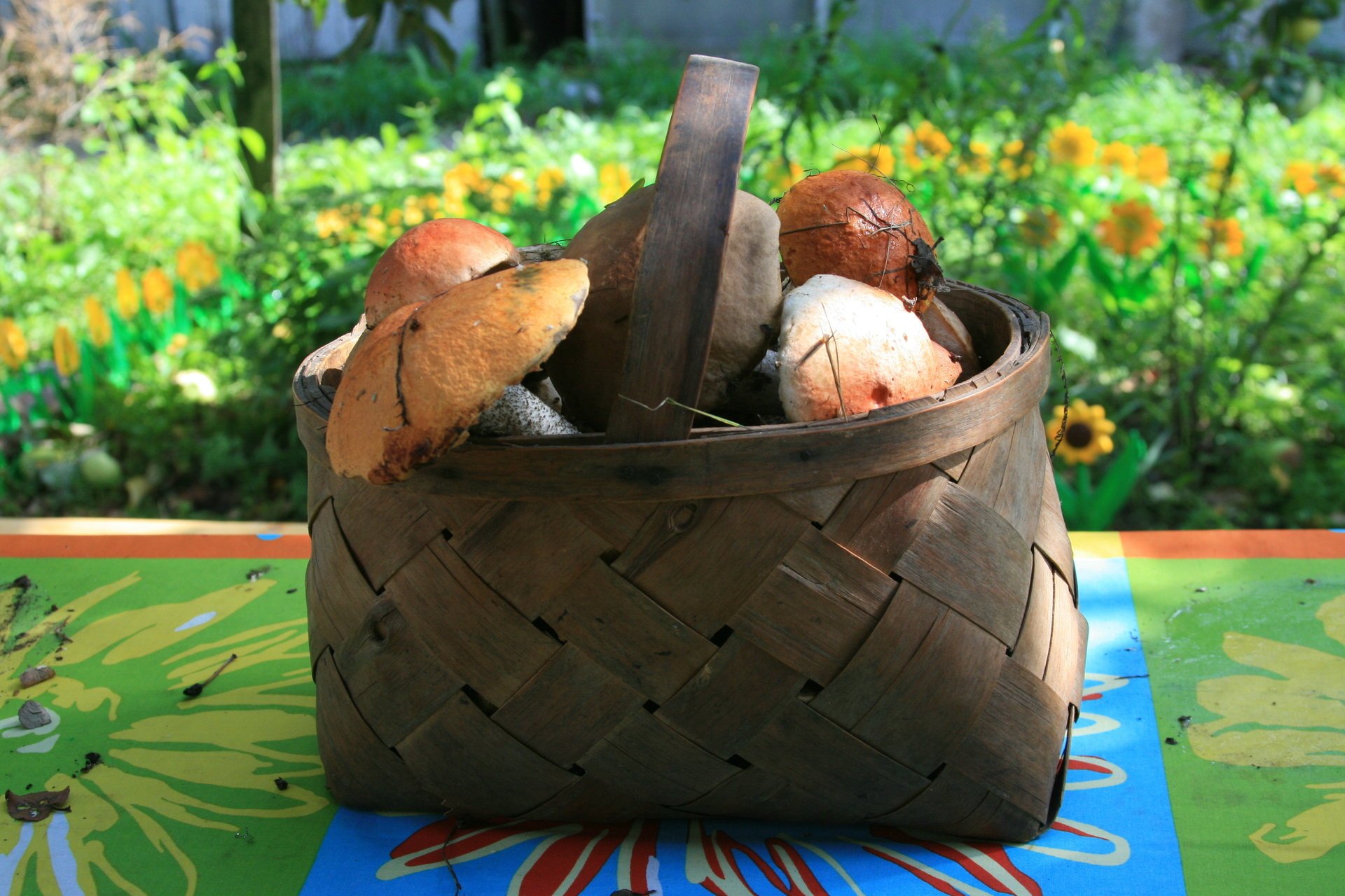 panier divers village nature champignons promenade