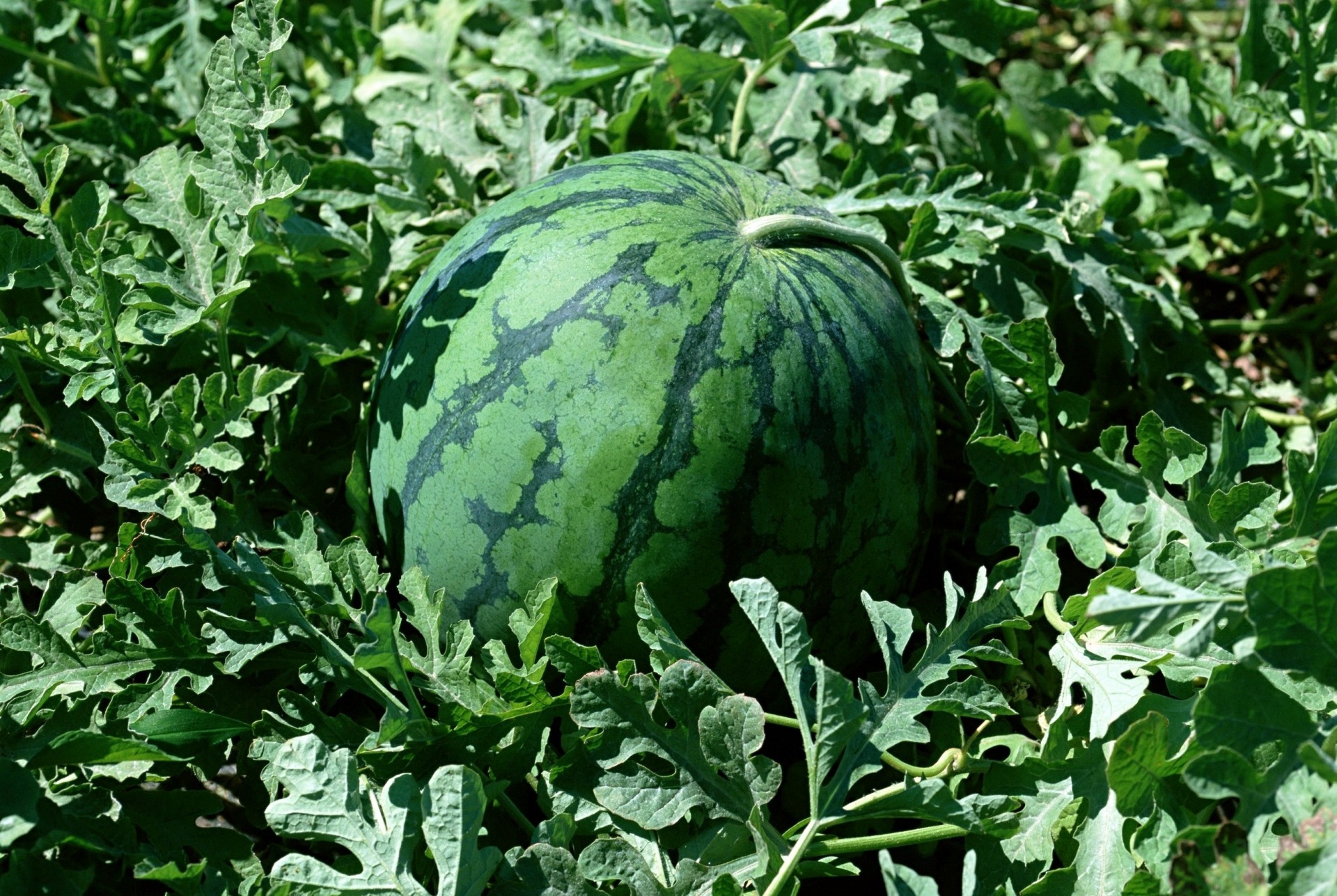 wassermelone gras bett