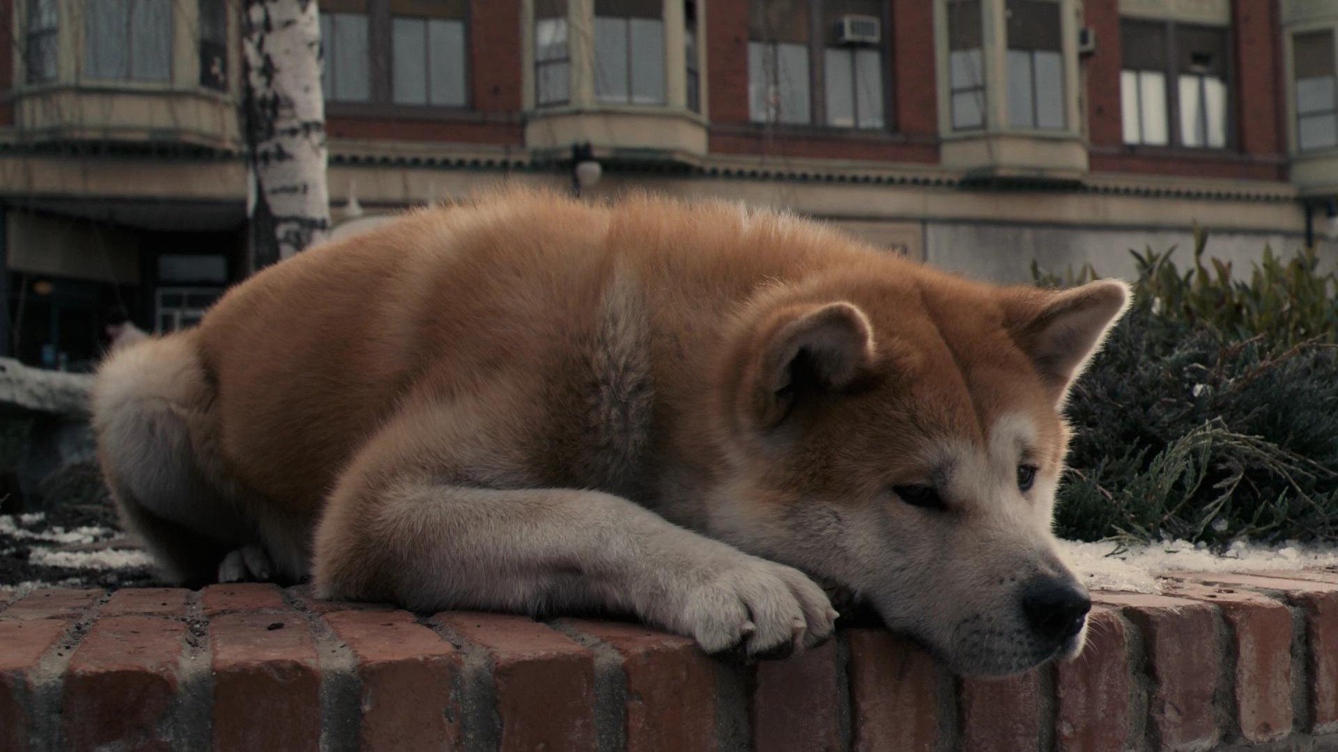 hachikos treuer freund hund hund akita-inu