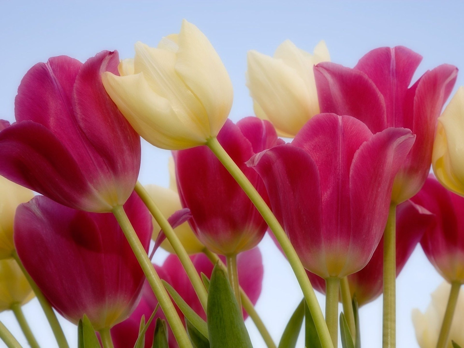 fleurs tulipes blanc rose tige