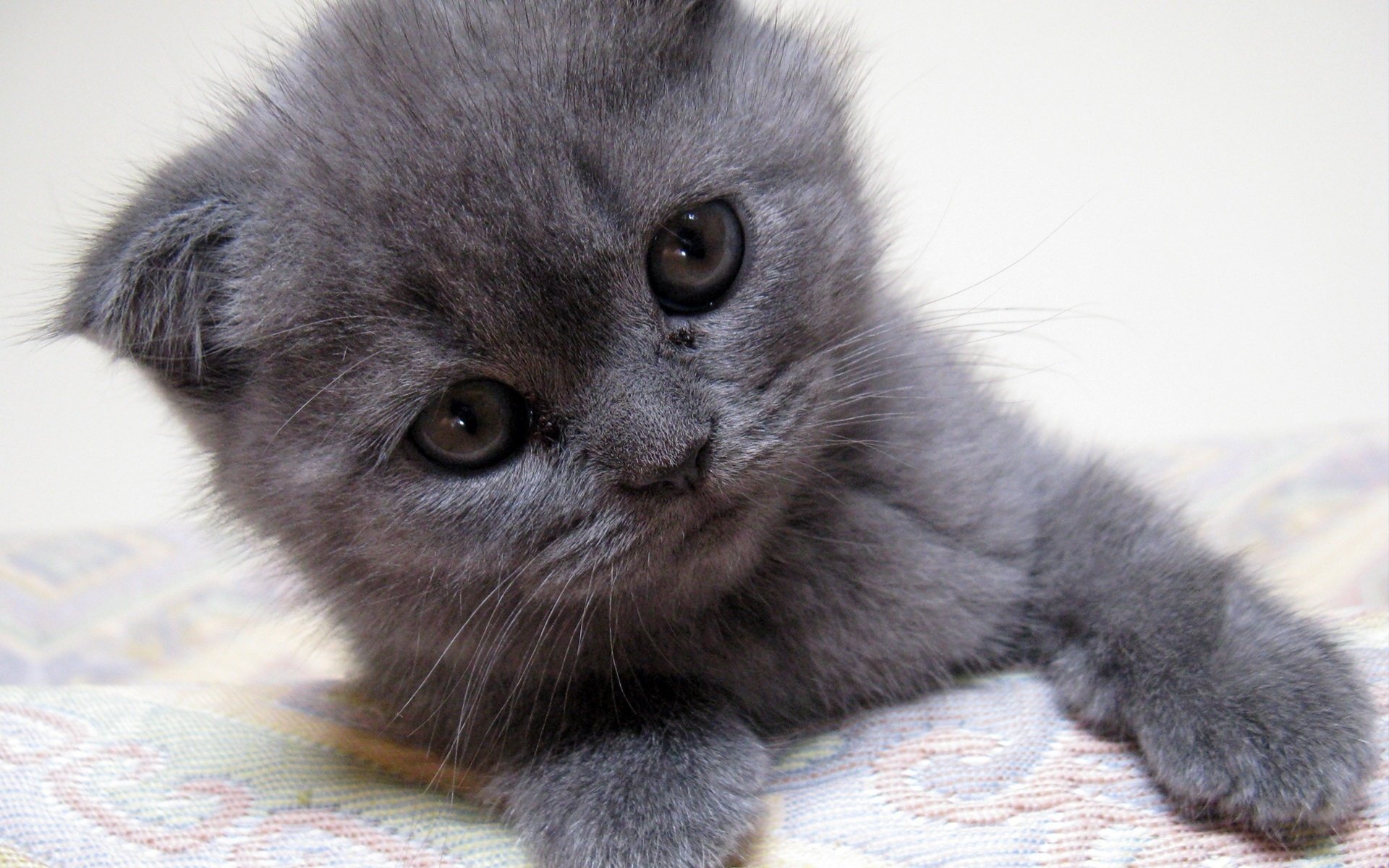 gray kitten chaton gris kitten