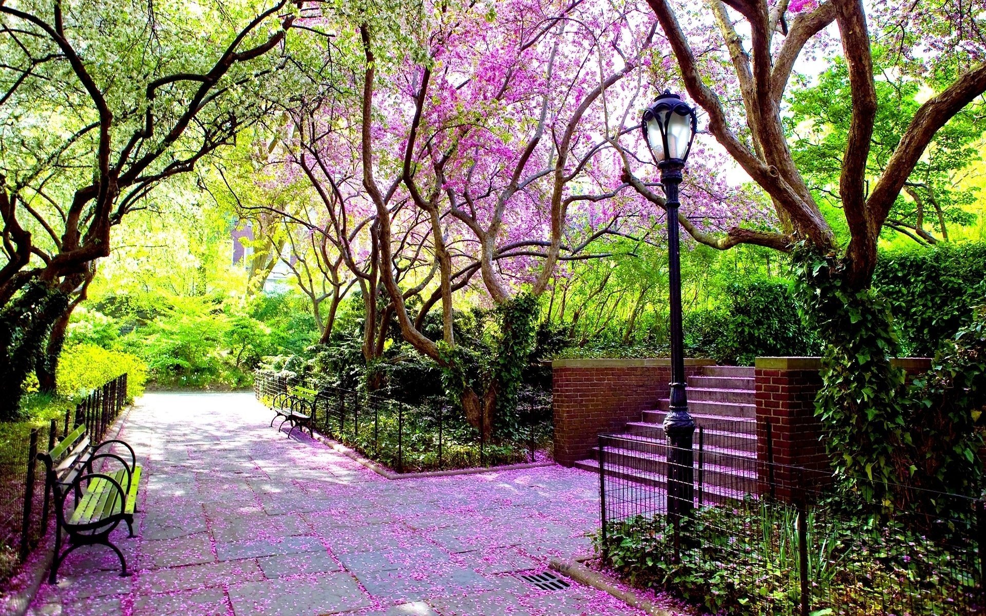 nature trees petals landscape bench alley