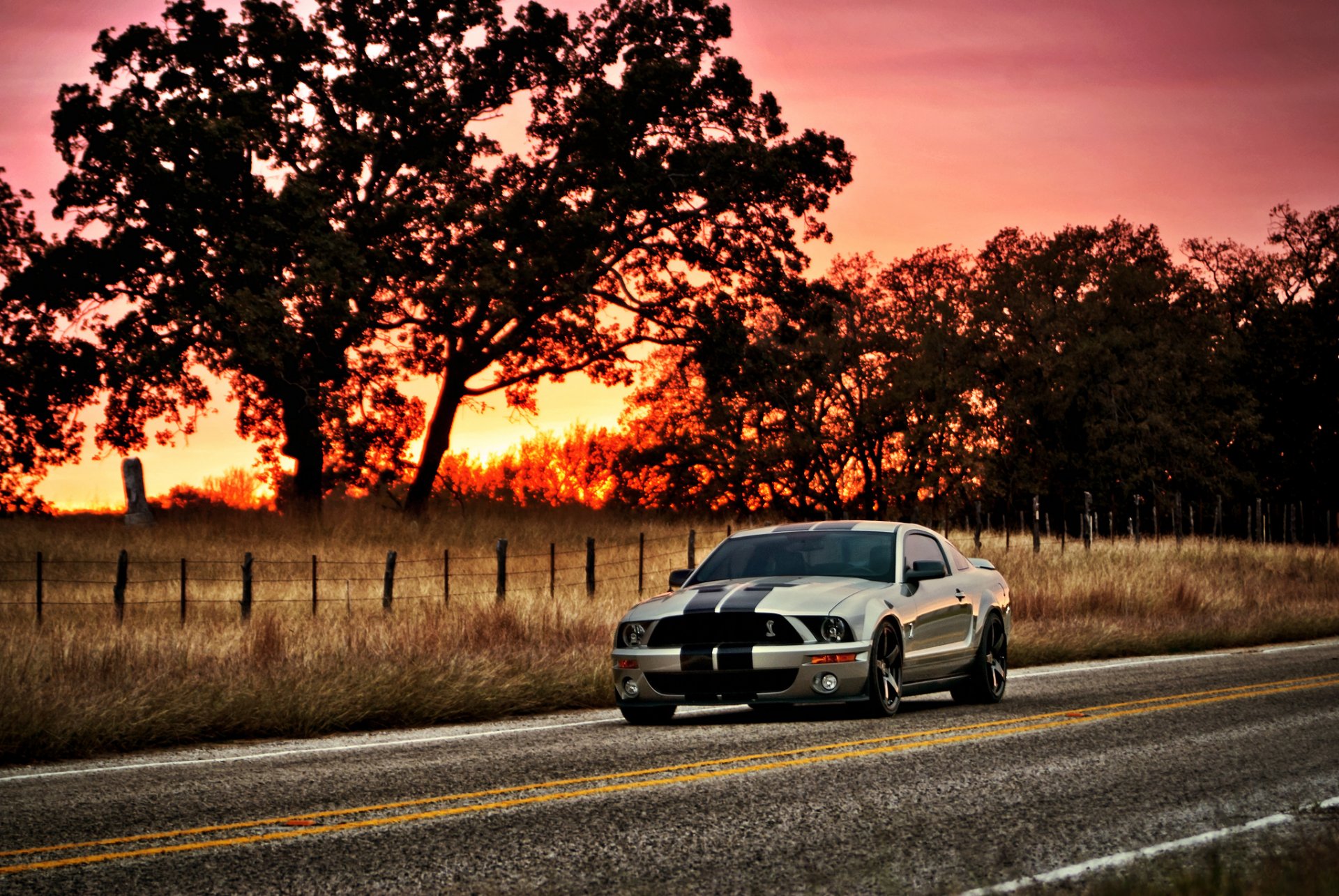 ford mustang shelby gt500 silver muscle car silver muscle car tree sun sunset