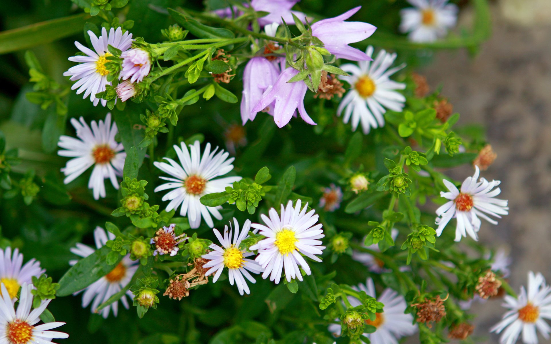 flores primavera margaritas violetas