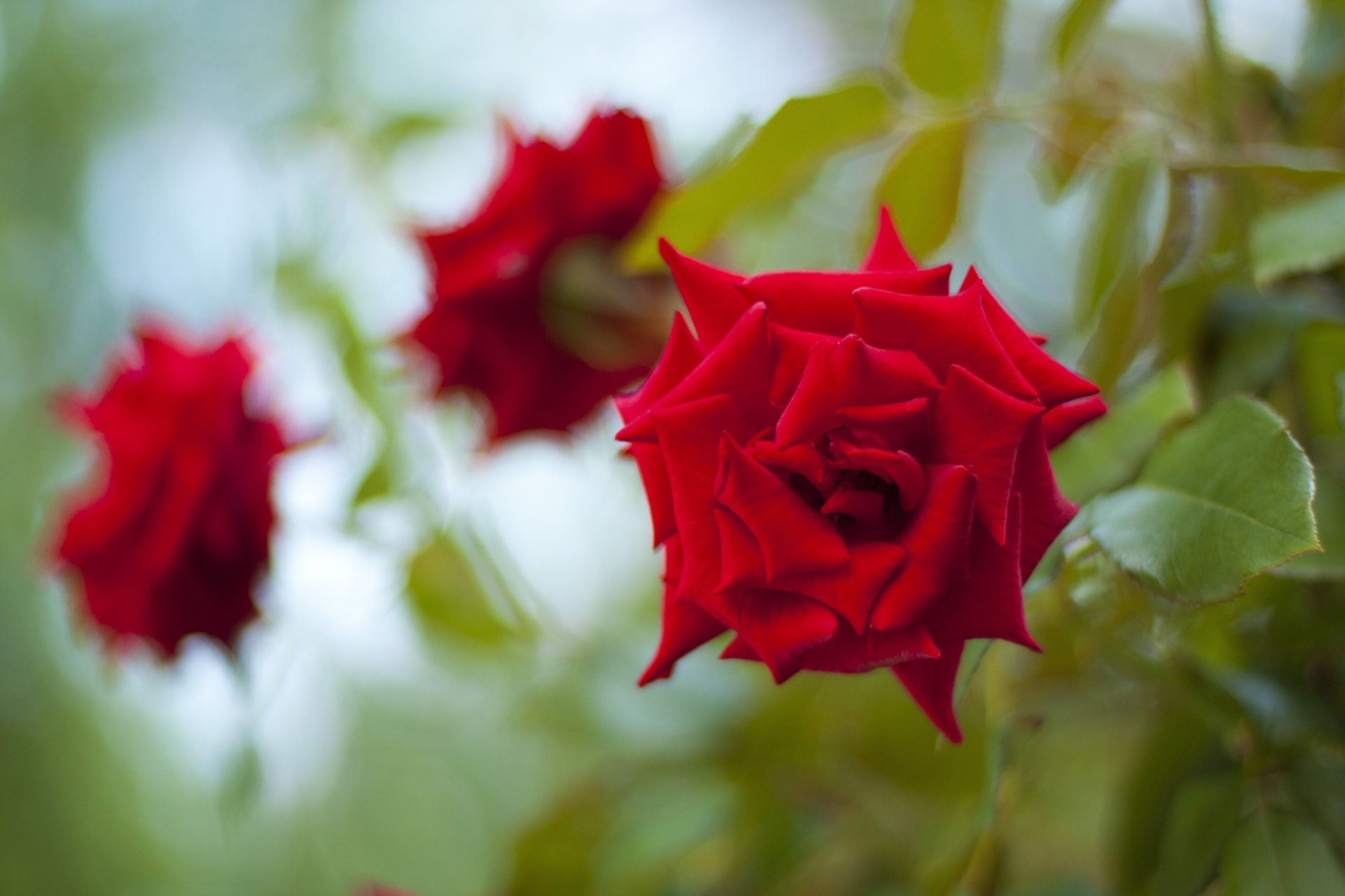 blume grün blumen rot rose drei rosen knospen