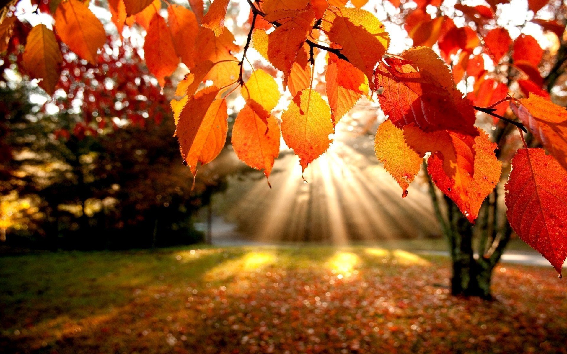 herbst strahlen bäume blätter