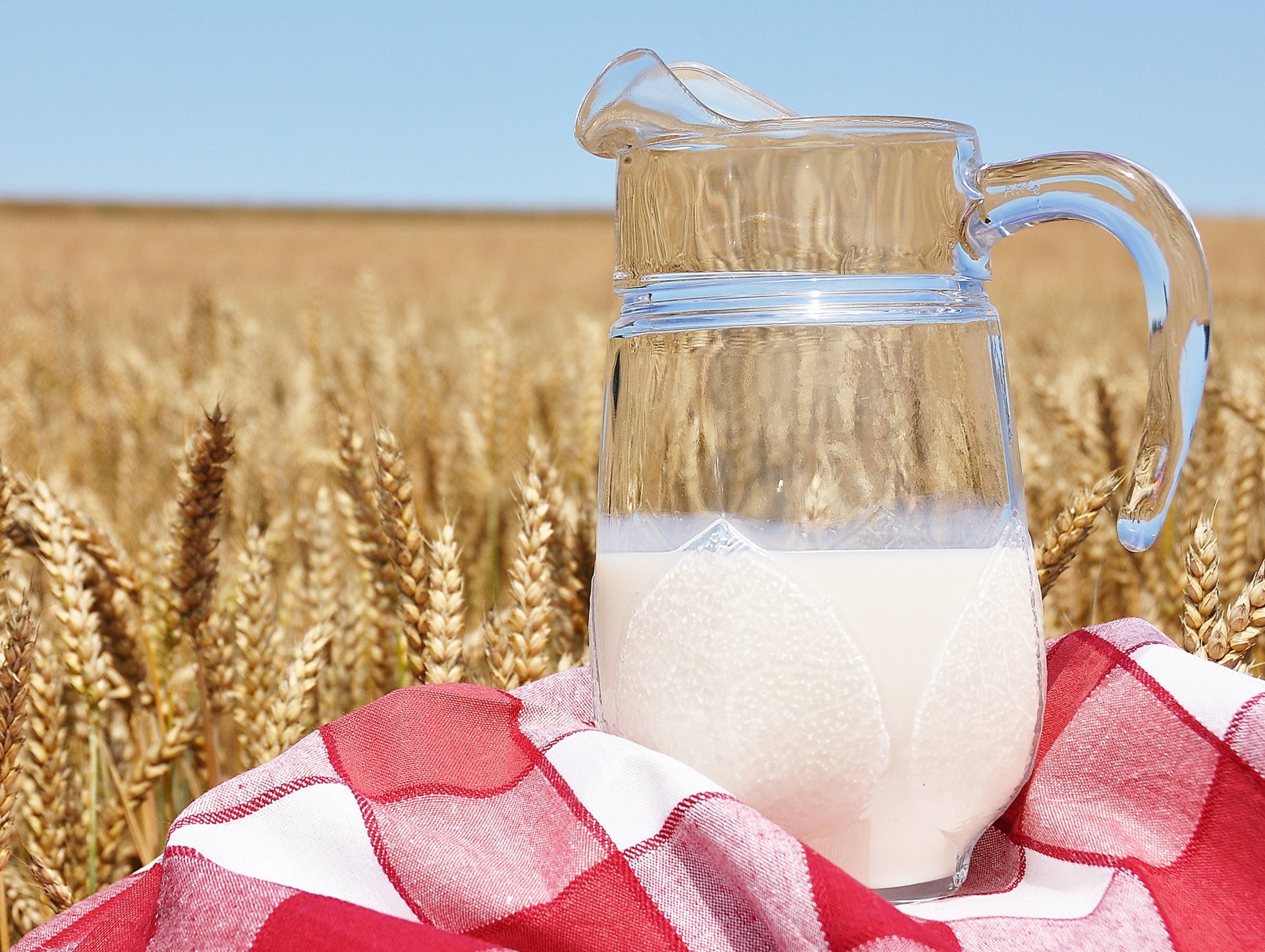 campo grano tovaglia brocca latte