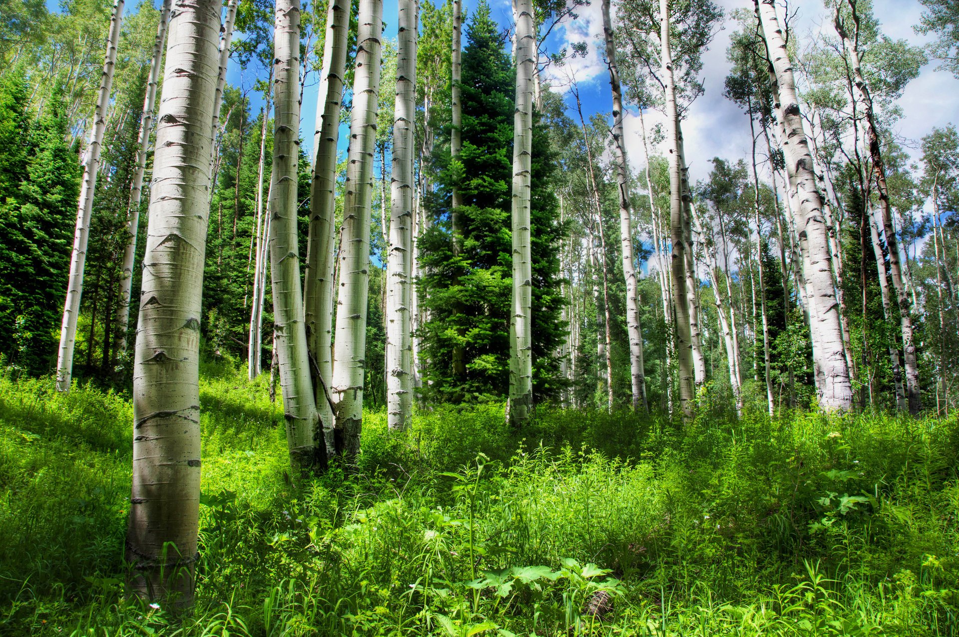 nature breezy spruce grass russia forest the sky