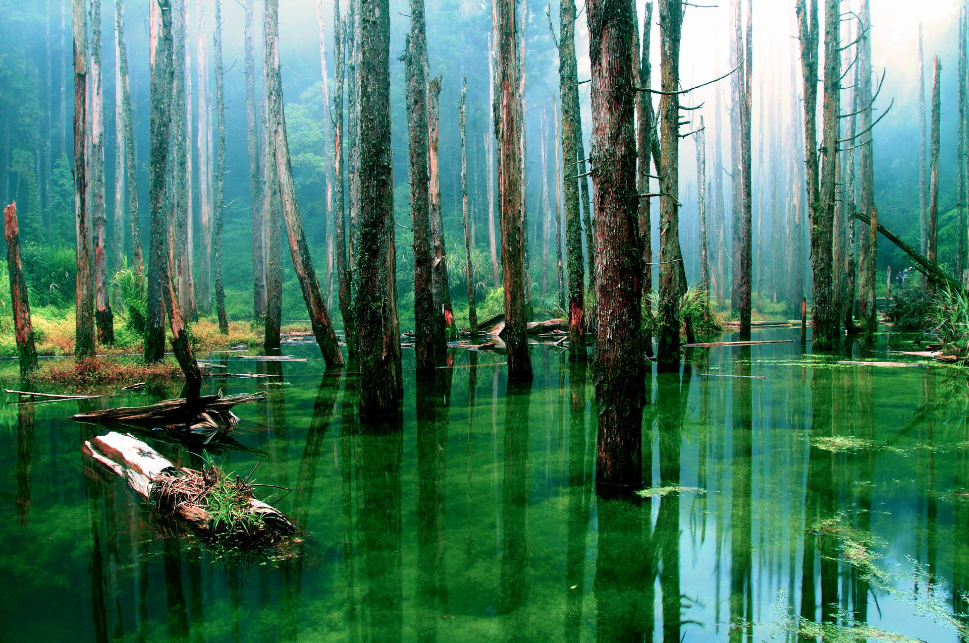 natura acqua palude alberi foresta secco tronchi