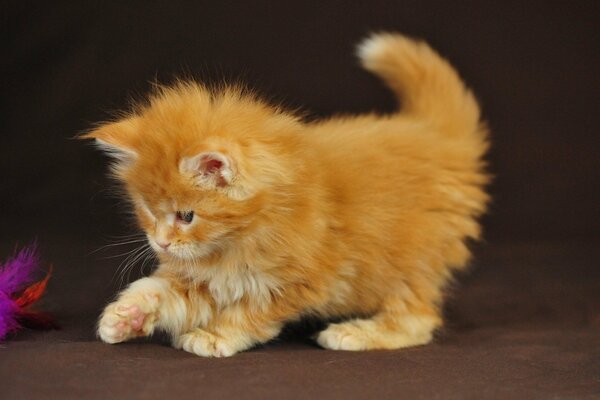 Red fluffy little kitten