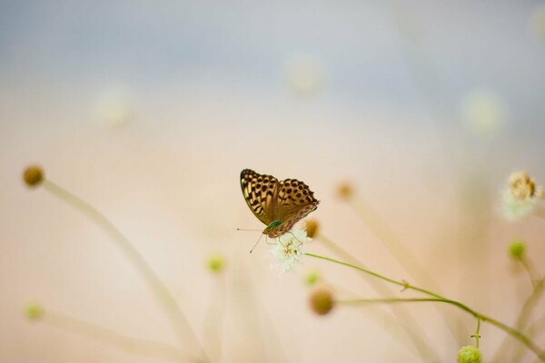 Butterfly on a cornflower with a blurred background