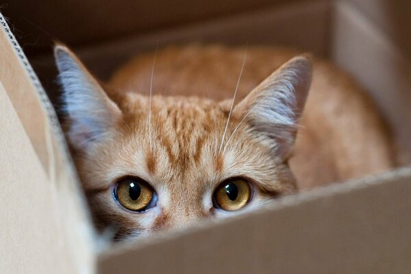 A red-haired cat hides in a cardboard box