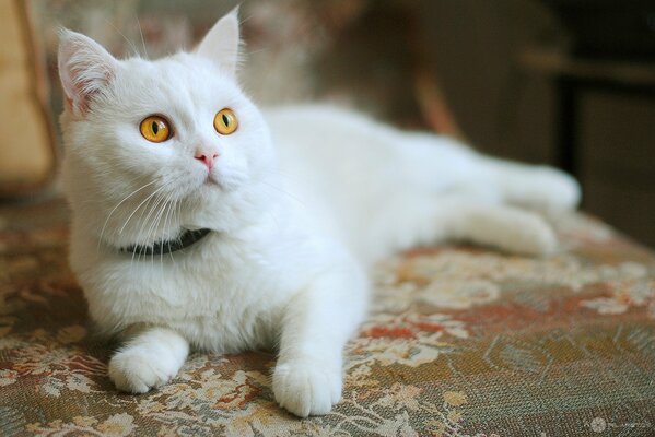 Elegante gatto bianco come la neve con gli occhi rossi