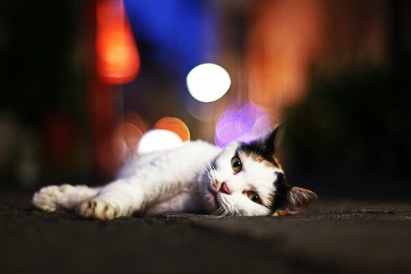 Le chat se trouve sur l asphalte sur le fond de l éblouissement des lanternes
