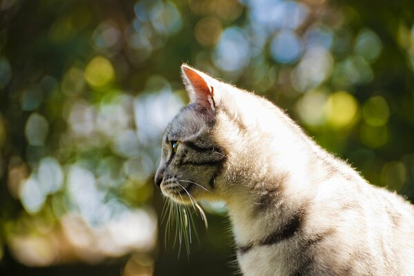 Кошка на природе выслеживает добычу