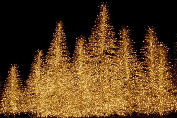 Fir trees with lights on a dark background