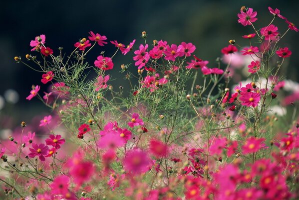 Polne różowe letnie kwiaty cosmea