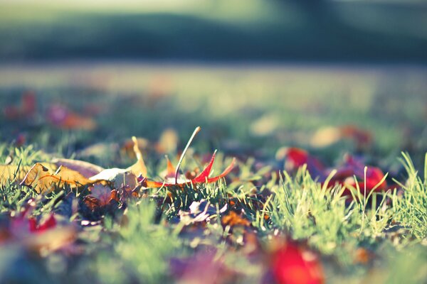 Grass with fallen bright autumn foliage