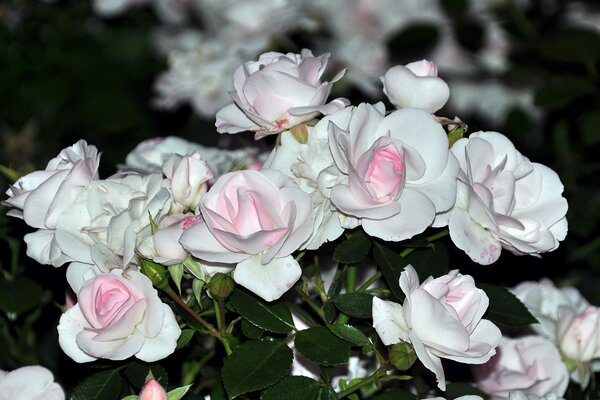 Bouquet de roses blanches délicates