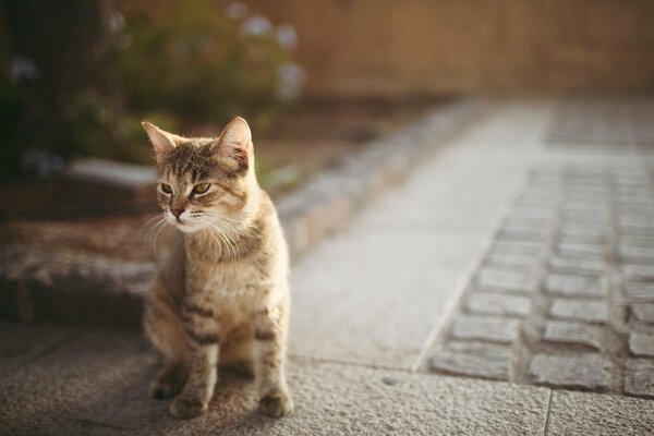 A striped kitten is sitting on the asphalt