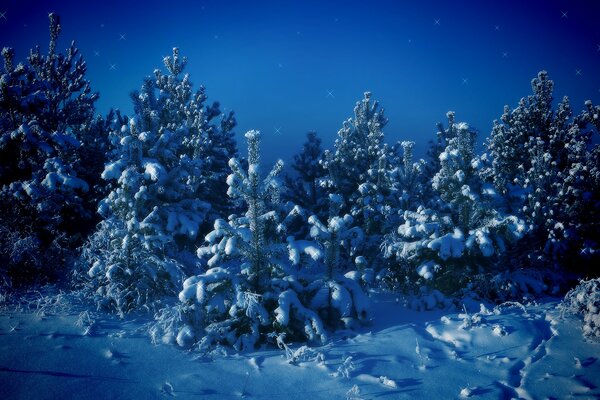 Snow-covered young Christmas trees at night