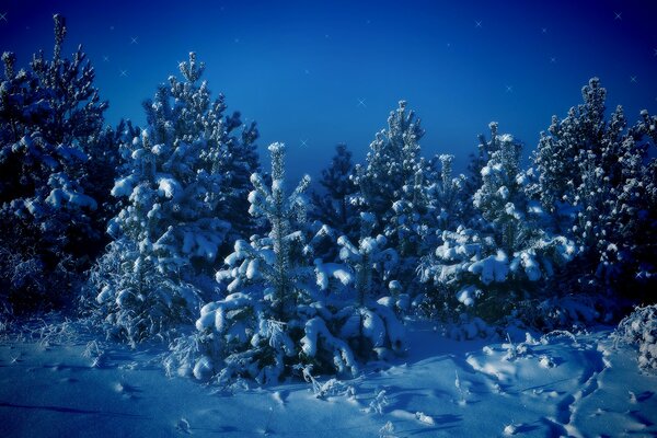 Árboles de Navidad jóvenes cubiertos de nieve en la noche