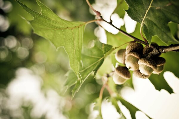 Green oak branch with acorns