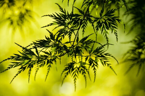 Ramita de árbol en el verde del verano