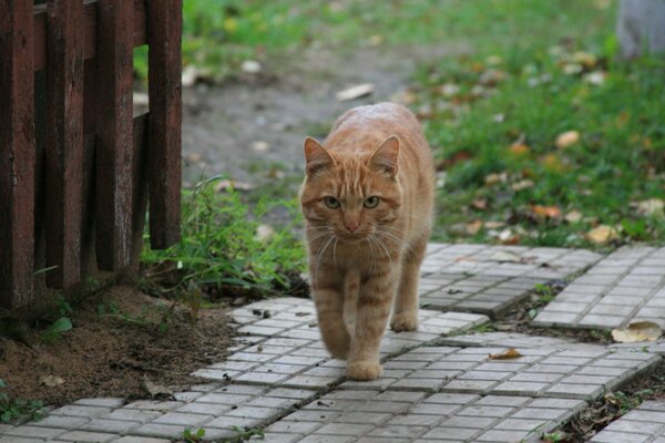 Rustic ginger cat look