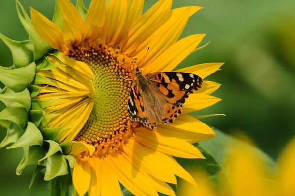 Der Schmetterling flog auf den Duft der Sonnenblume