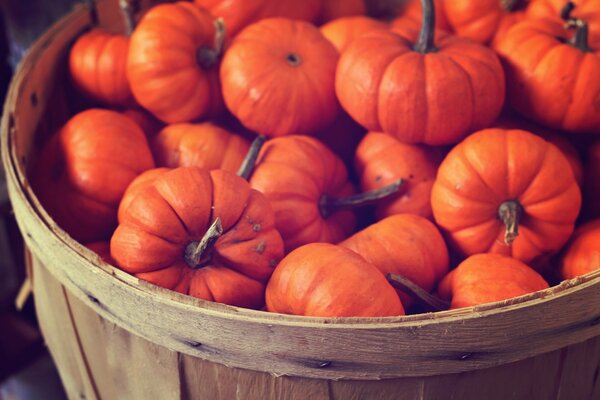 Cesta llena de calabazas maduras