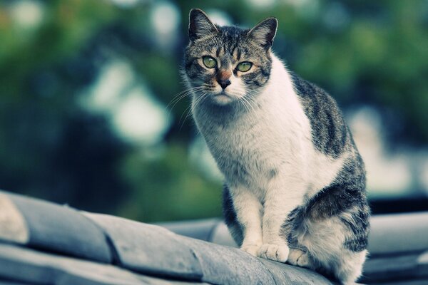 Chat assis sur le toit de la maison