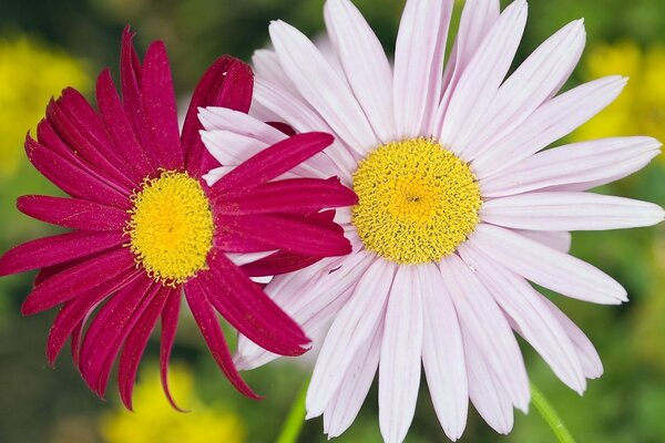 Paar Gänseblümchen rosa und weiß