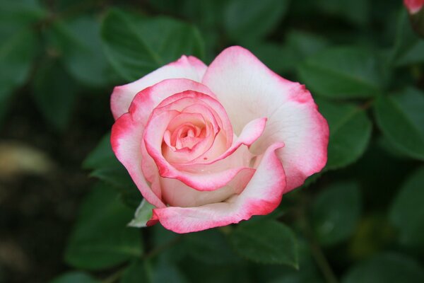 A white rose bud with a pink edge on a background of green leaves