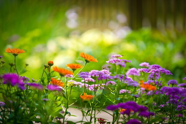 Colorful flowers in the garden on a green background