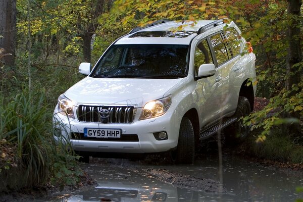 Tayota blanche chevauche la boue et l eau dans la forêt