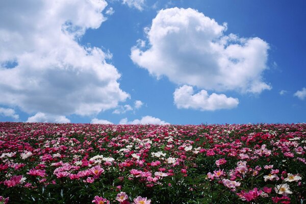 A field with peonies on the horizon with the sky