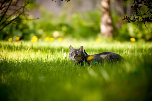 Paffuto amico nel giardino di primavera