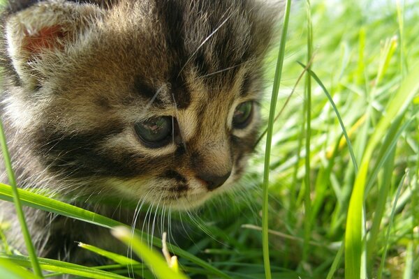 A tiny curious kitten is exploring the world