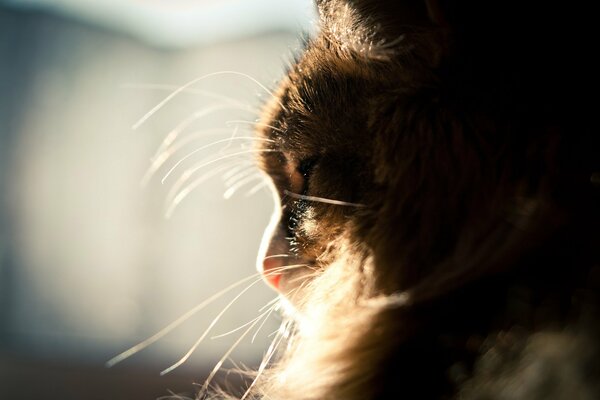 A fluffy cat with a mustache against the background of the sun is sleeping in the window