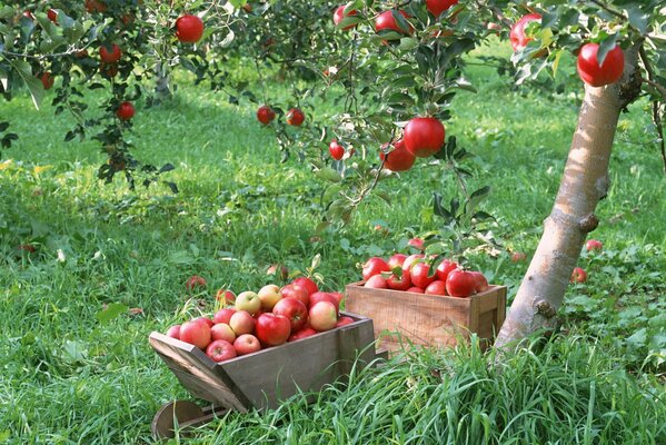 Rote Äpfel in Holzkisten im Garten ernten