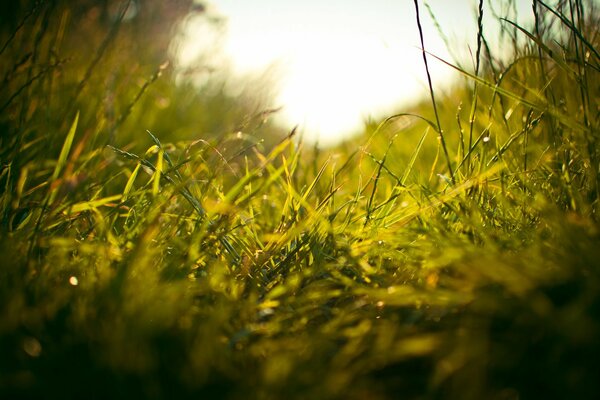 Frisches Gras im Feld bei Sonnenaufgang