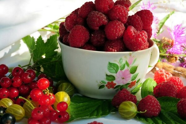 Framboises dans une tasse, groseilles et groseilles