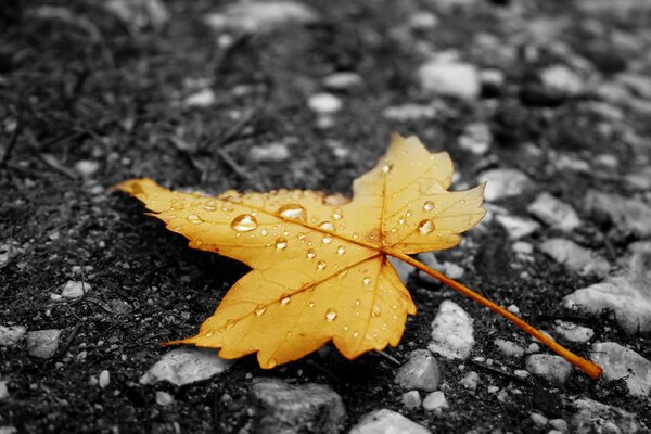 Hoja de otoño con gotas de lluvia en el asfalto