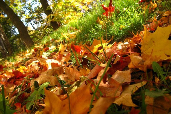 Autumn leaves from trees on the grass