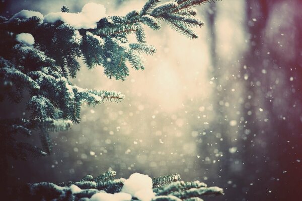 A snow-covered branch of a forest spruce