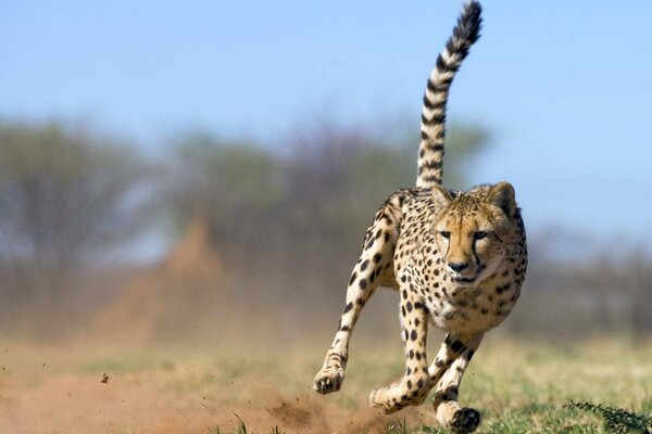 Cheetah running with tail pipe and dust pillar